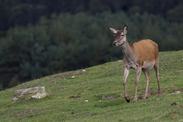 red deer hinds, Cervus elaphus scoticus, grazing on grass with pine forest in background during september in the cairngorms national park.