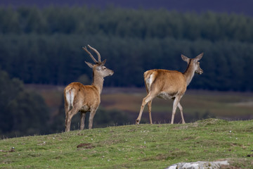 red deer hinds, Cervus elaphus scoticus, grazing on grass with pine forest in background during september in the cairngorms national park.
