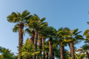 Obraz premium Palm trees with blue sky in sunny weather, building in the background