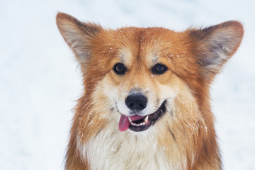 Naklejka premium corgi fluffy portrait