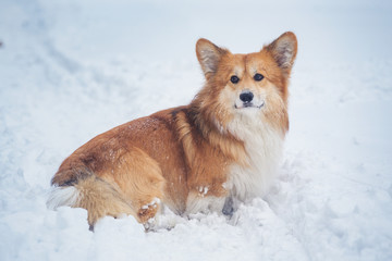 corgi fluffy portrait