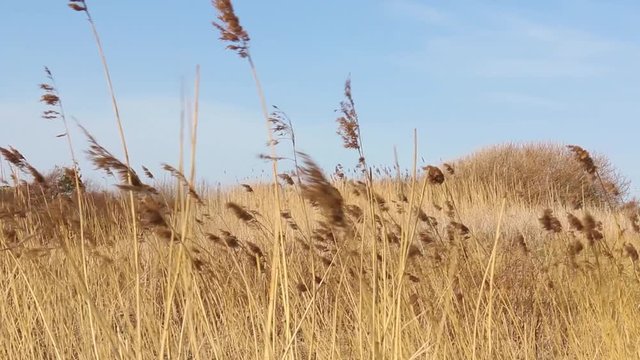 Dry, swinging Reed Grass in the wind with dunes in background at the sea with blue sky
