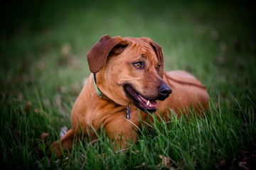 large dog laying in yard