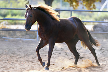 Obraz na płótnie Canvas Horse freely running around the field in the farm