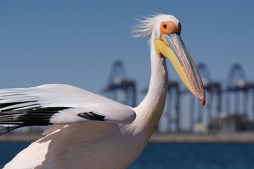 Pelican ,Namibia