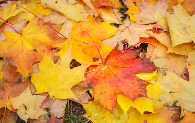 Naklejka na ściany i meble Autumn colorful orange, red and yellow maple leaves as background Outdoor.
