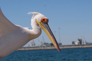 Pelican ,Namibia