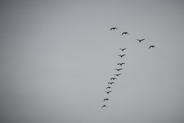 Zugvögel Gänse