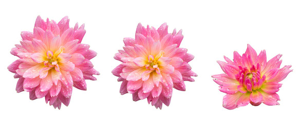 Fototapeta na wymiar Single flowers with droplet isolated collection set, Rainy season concepts