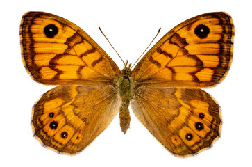 Lasiommata megera on a white background