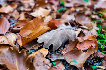 Close-up of of autumn leaves on ground