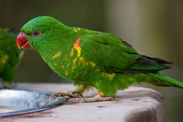 Small green bird with red beak.