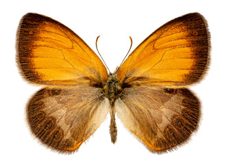 Fototapeta premium Coenonympha arcania on a white background