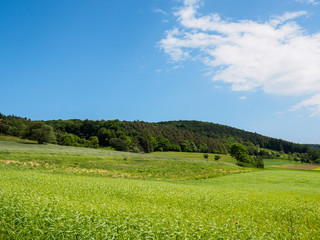 Summertime countryside landscape