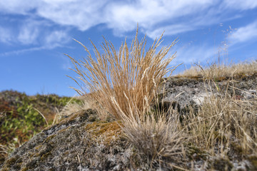 Fototapeta premium Untouched colorful nature with clump of grass on coastal dunes of famous North Sea island Spiekeroog with horizon, wild bushes, green grass, red orange moss and cloudy blue sky in the background.