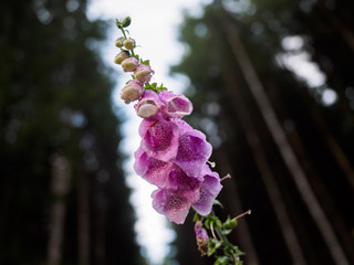 Low angle view of foxglove © tpnotes