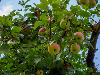 Low angle view of apples hanging on a tree