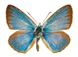 Polyommatus bellargus on a white background