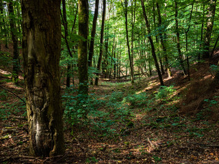 Wide angle view of old beechwood forest
