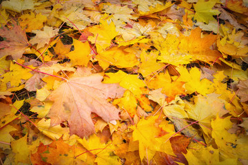 Autumn colorful orange, red and yellow maple leaves as background Outdoor.
