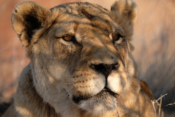 Lion face ,Namibia