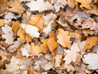 High angle view of autumn leaves