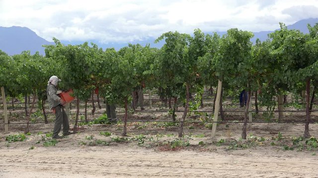 Farm workers are harvesing white grapes (Criolla varieties). Calchaqui valleys, Salta province, Argentina