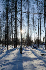 sunrise through birch forest in deep scandinavian winter frost