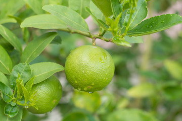 Rain drop on close up green lemon, Key lime