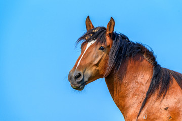 portrait of a horse against the sky close-up