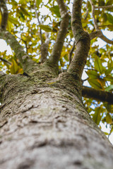 Fototapeta premium Trunk and branches of a tree Magnolia