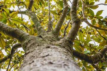 Trunk and branches of a tree Magnolia