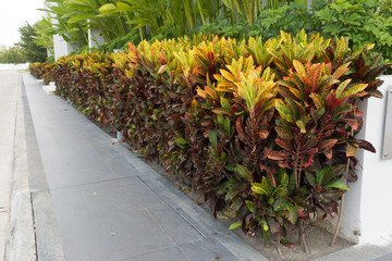 Beautiful garden croton around office building