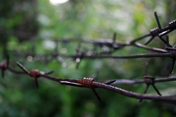 Barbed wire on the fence