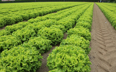 green romaine lettuce on the field