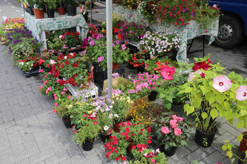 Fototapeta na wymiar potted flowers for sale at floreal market on the street