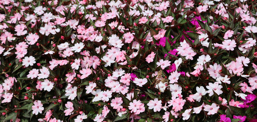 plants called Impatiens walleriana witrh flowers