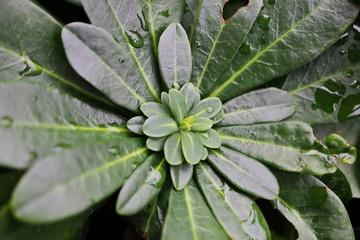 Euphorbiaceae amygdaloides - Griffiths Wolfsmilch