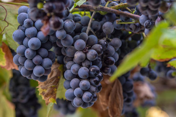 Delicious grapes from the garden