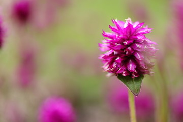 Amaranthaceae - Echter Kugel-Amaranth