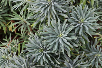 Euphorbia characias - Palisaden Wolfsmilch