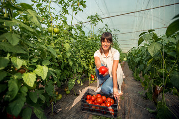 Fototapeta premium Female farmer working in greenhouse