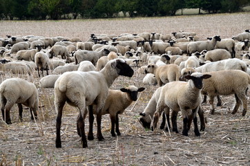 Schafe und Schäfer