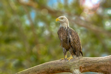An American bald eagle standing on a tree branch focused.