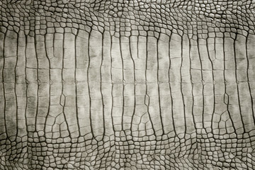 Genuine crocodile skin leather stomach part beautiful and real skin tone abstract texture background.