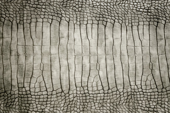 Genuine crocodile skin leather stomach part beautiful and real skin tone abstract texture background.