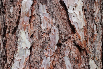 Pinaceae - Pinus nigra - Schwarz Kiefer