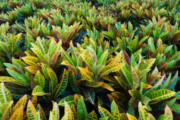 Obraz premium Colorful garden croton leaves background. (Codiaeum variegatum)