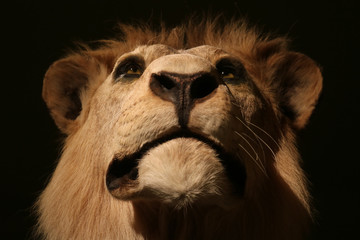 Impressive head of a proud looking but stuffed male lion (panthera leo) taxidermy in front view in...