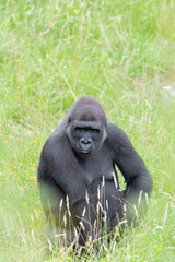 gorila